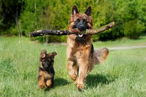 Chien accompagné en séance d'éducation canine