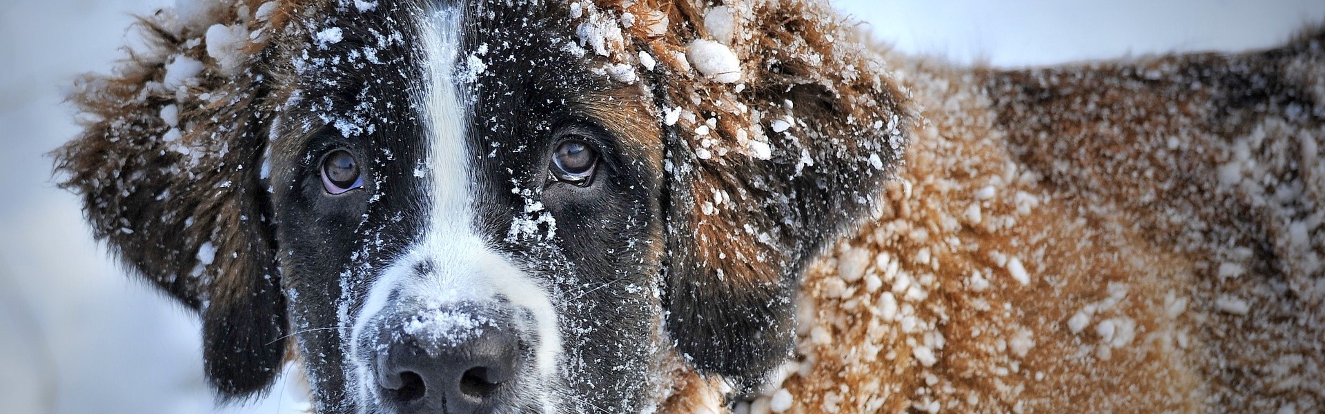 les ordres de base pour votre chien