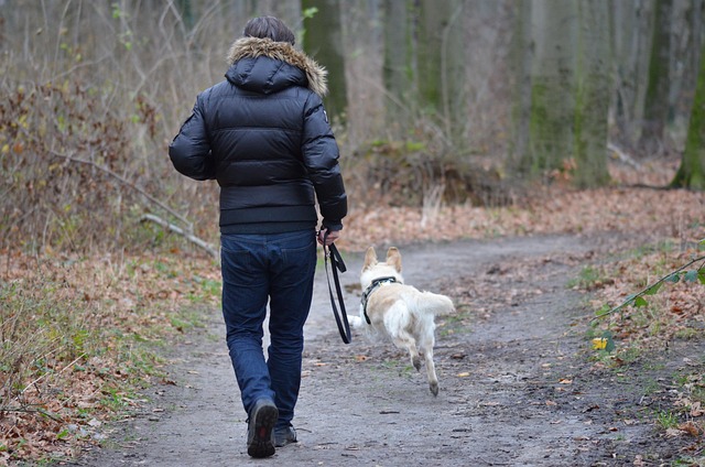 Illustration de notre approche respectueuse : éduation adapté pour chaque chien