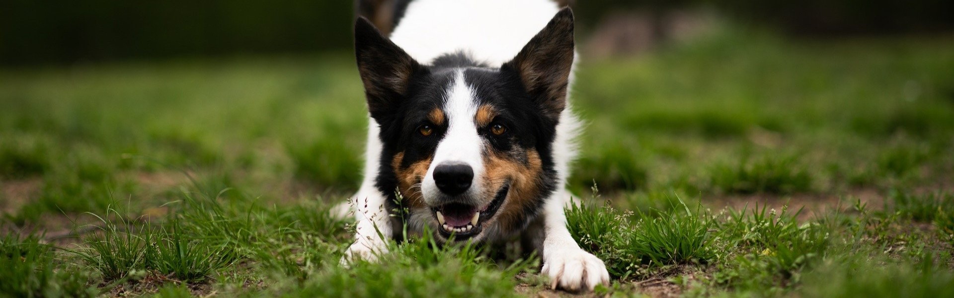 problèmes comportemental chez le chien