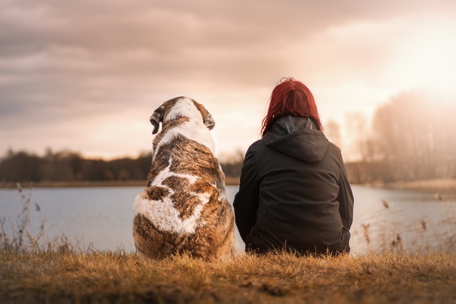 Illustration de notre mission pour l'éducation canine : un chien et son maître en harmonie