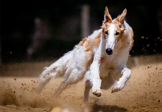 beaucoup de cours d'éducation canine