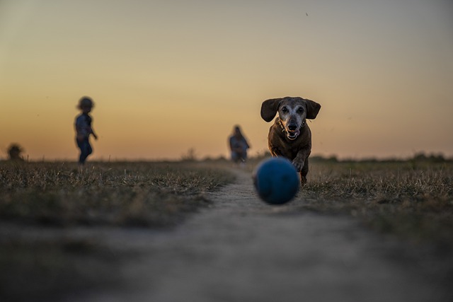 Illustration de notre engagement : soutenir les propriétaires de chien